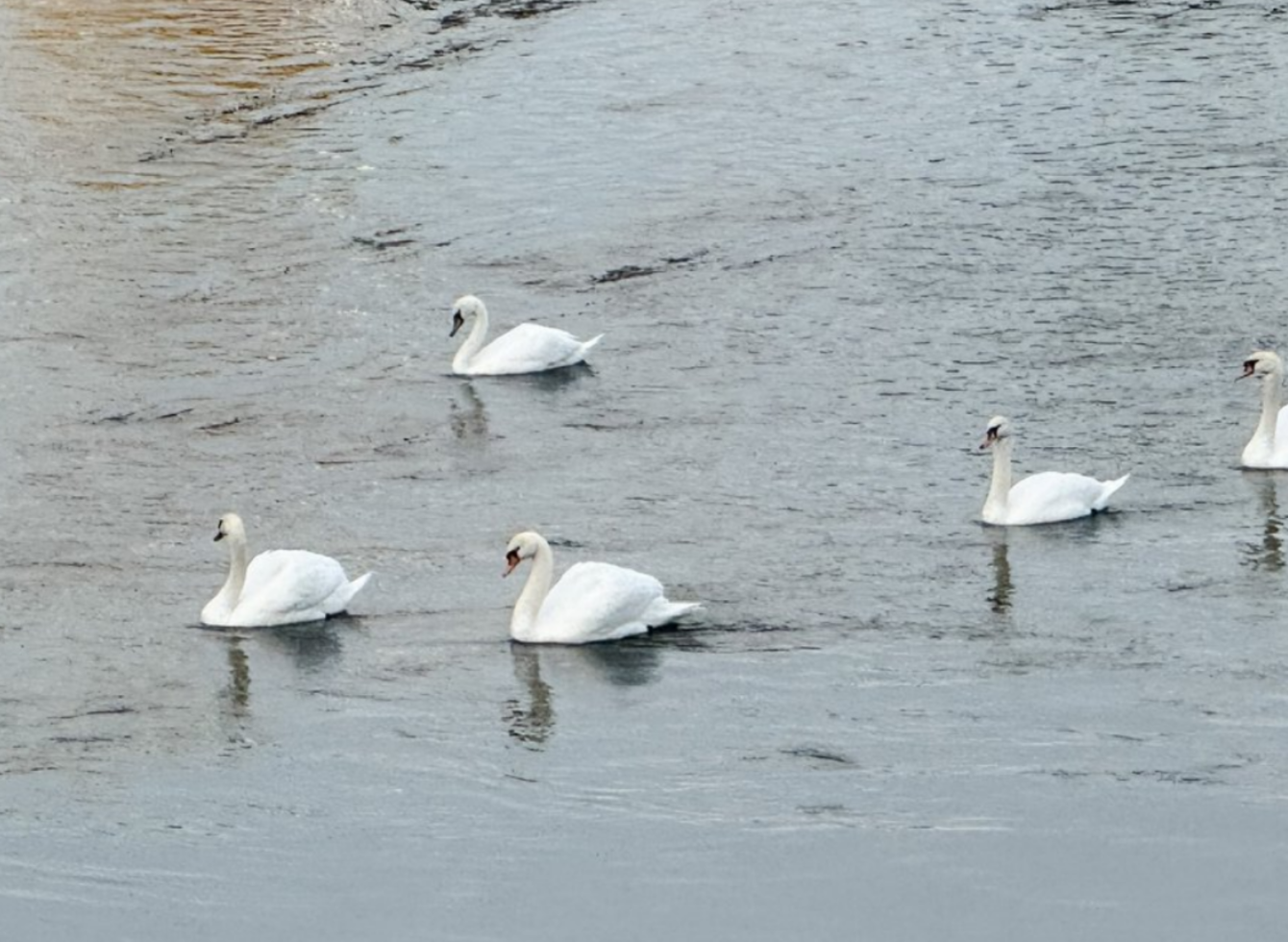 Gulbės