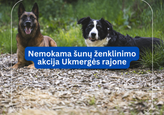 Ukmergės rajone vyks karinės pratybos