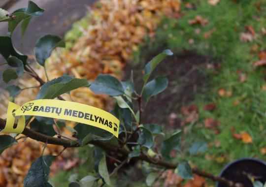 Ukmergė jau pradeda ruoštis Šv. Kalėdoms