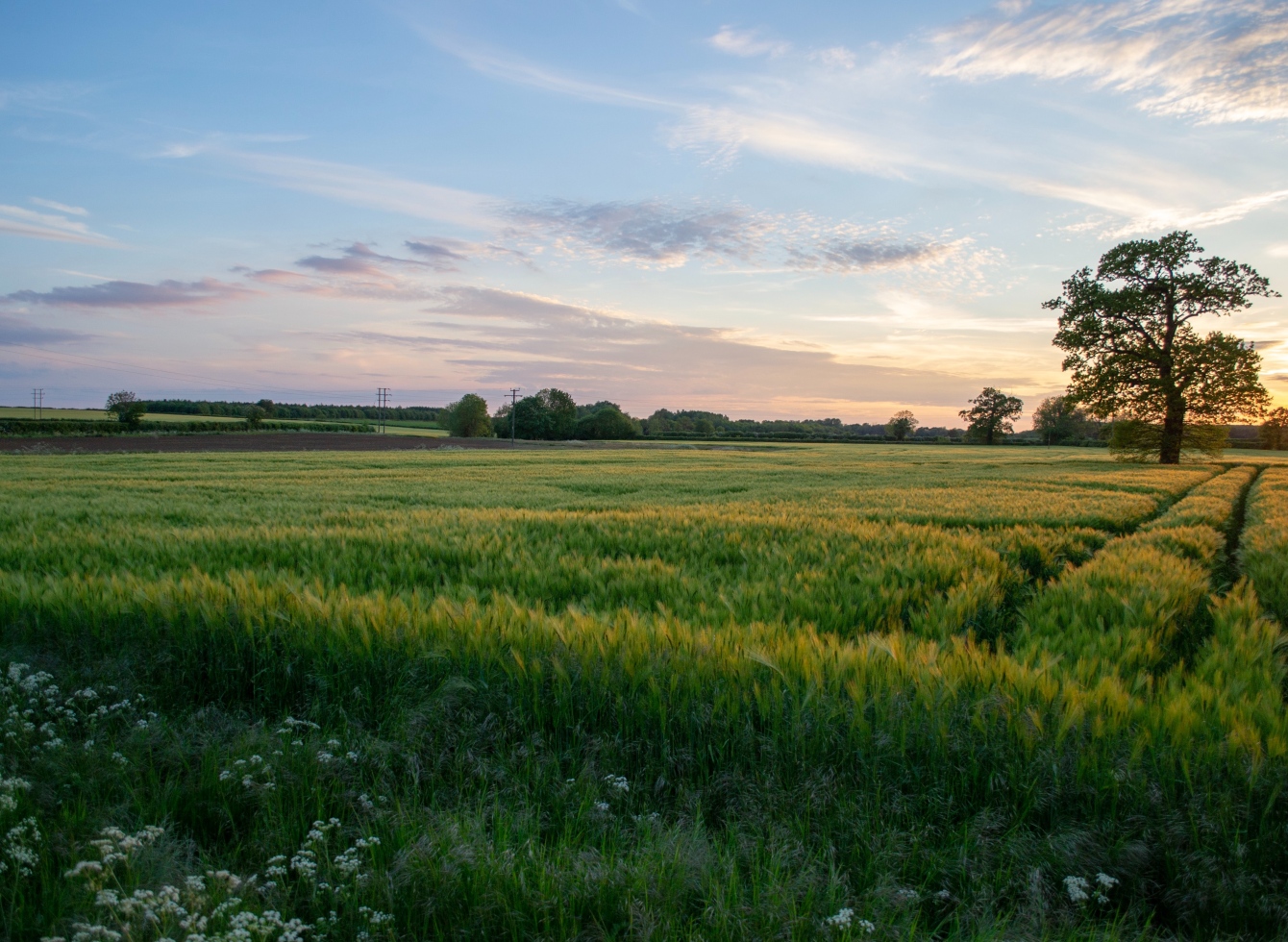 Rugių laukas