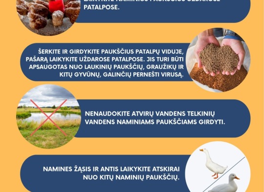 Įspėjimai paukščių augintojams: paukščių gripo protrūkis Širvintų rajone