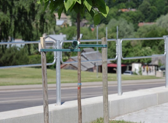 Ukmergės skveras pasipuošė naujais želdiniais