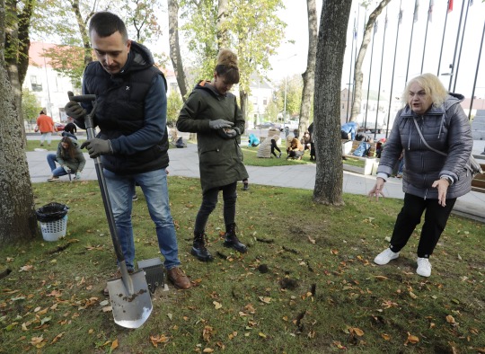 Krokų sodinimo akimirka