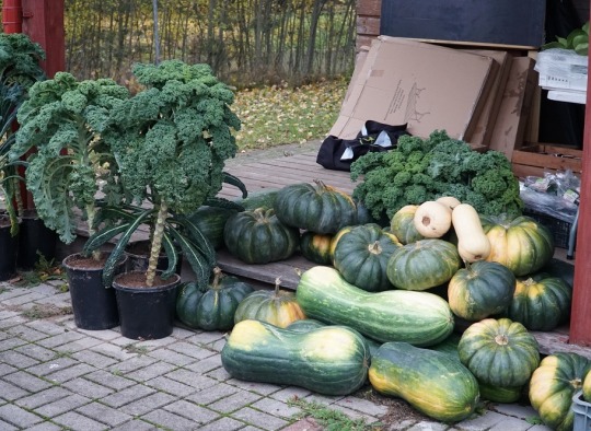 Daržovės